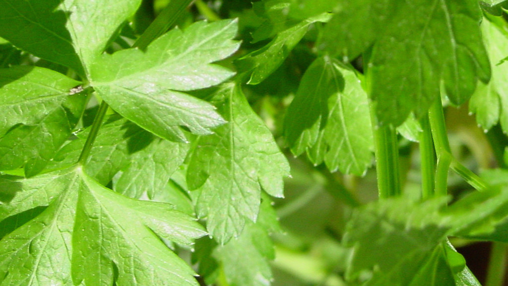 Top 8 Superfoods Parsley