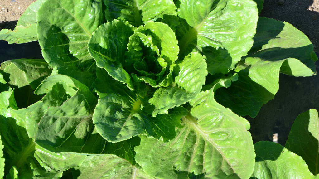 top 9 Superfoods Romaine Lettuce